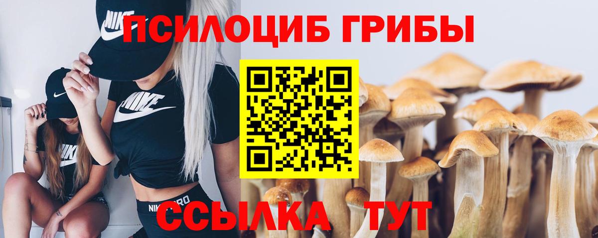 Псилоцибиновые грибы Psilocybine cubensis Бор